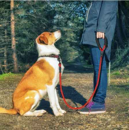 Reflective Dog Leash Night Safety Walk - PawSlow