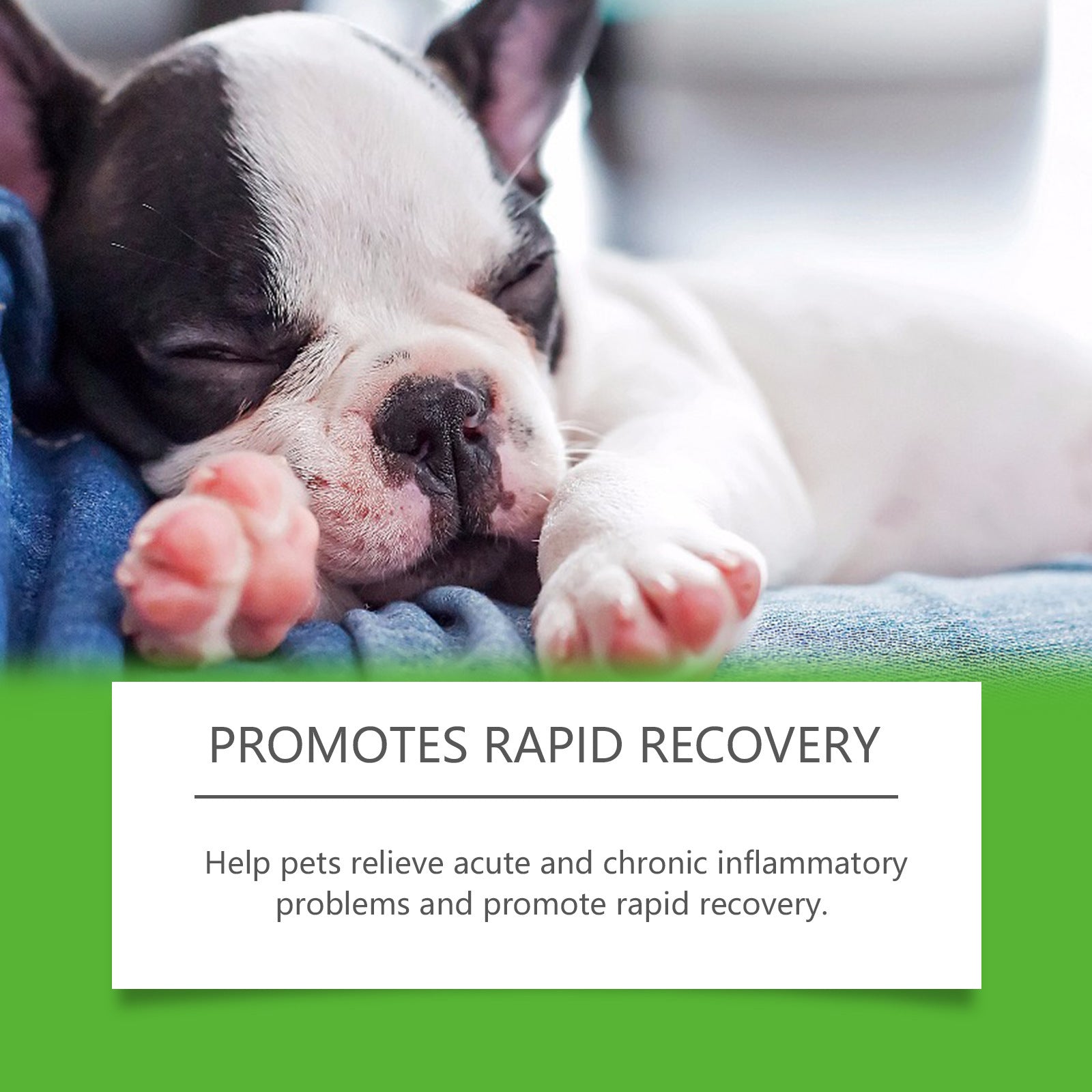 Dietary Supplements For Pets And Dogs - PawSlow