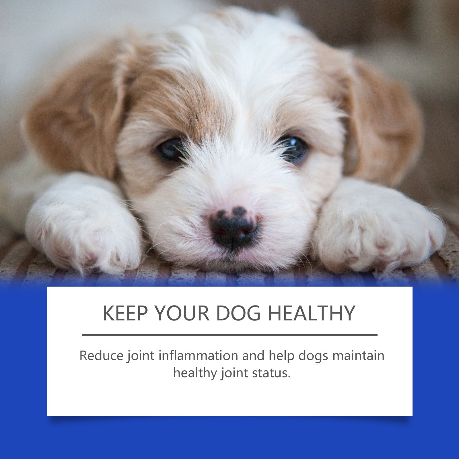 Pet Dog Joint Supplements Improve Nutrition And Care Joint Health - PawSlow