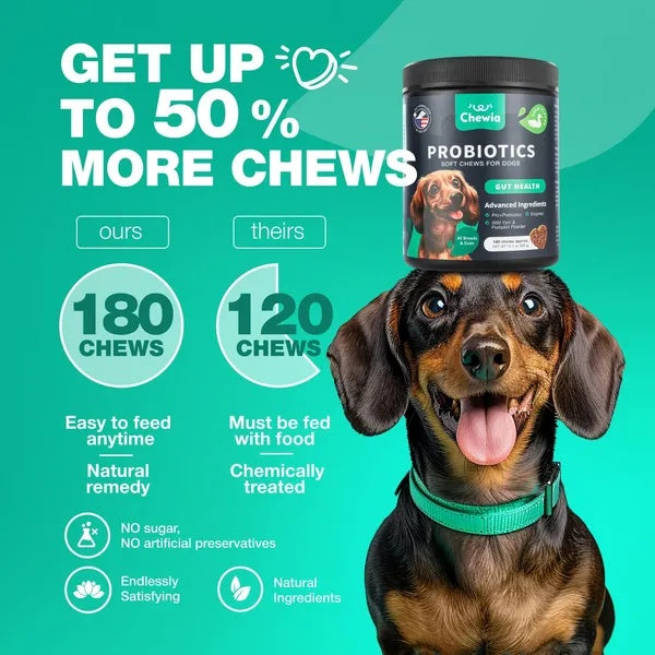 Probiotics For Dogs Gut Health Digestion - PawSlow