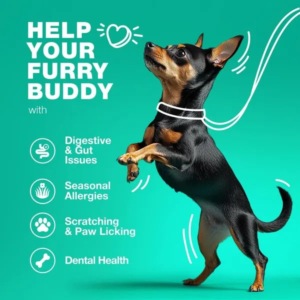 Probiotics For Dogs Gut Health Digestion - PawSlow