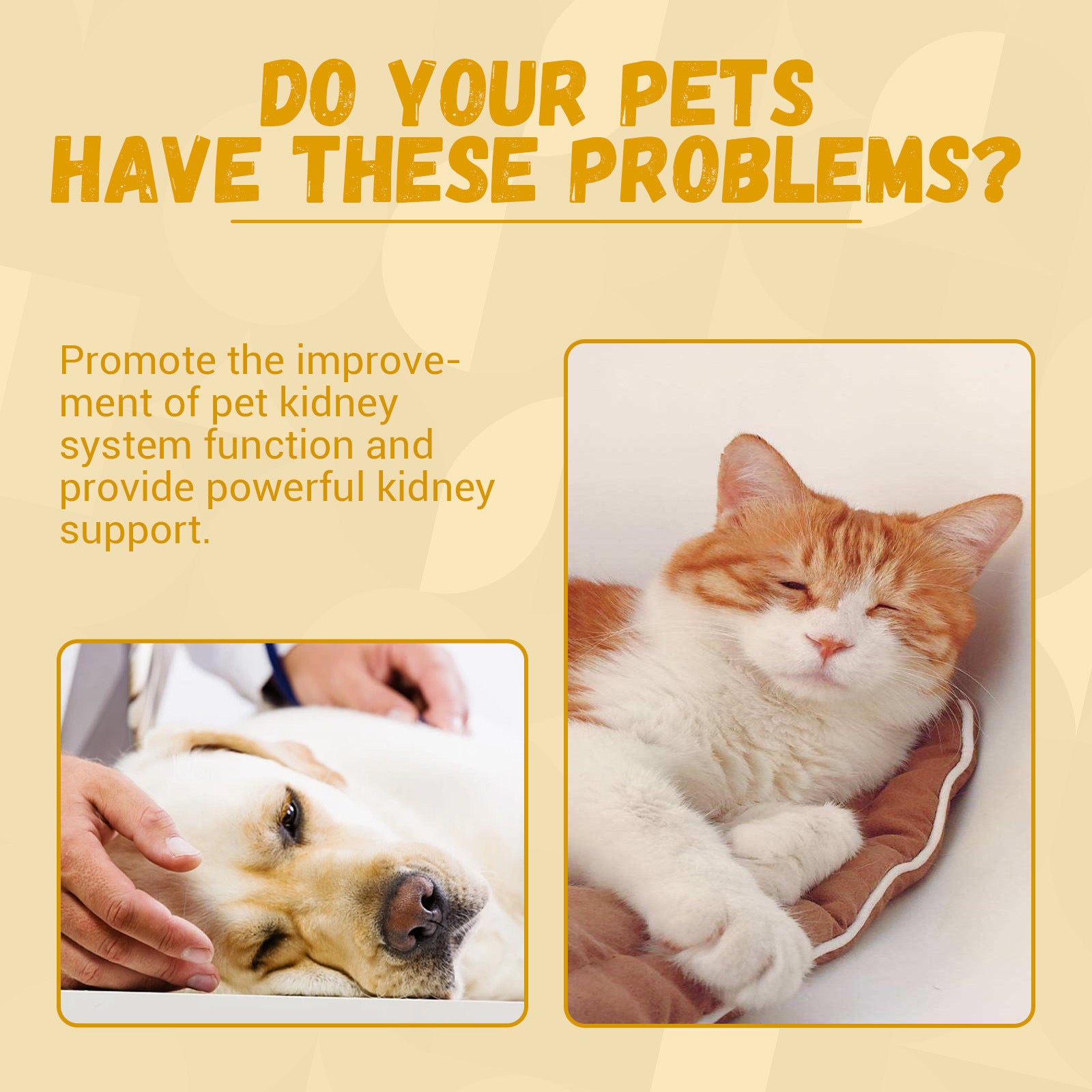 Pet Nutritional Supplements Enhance Energy Vitality - PawSlow